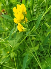 Lathyrus pratensis