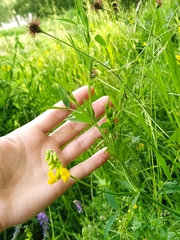 Lathyrus pratensis