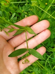 Lathyrus pratensis