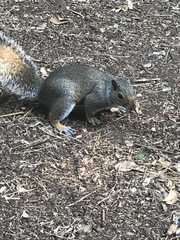 Sciurus carolinensis