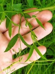 Lathyrus pratensis
