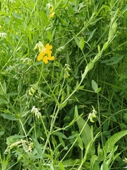 Lathyrus pratensis