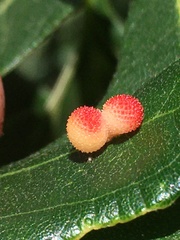 Acraspis quercushirta