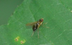 Chamaepsila