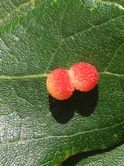 Acraspis quercushirta