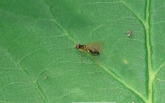 Chamaepsila