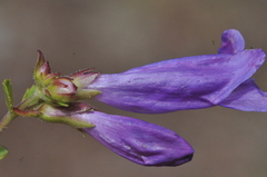 Penstemon cardwellii