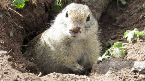 Caucasian Mountain Ground Squirrel