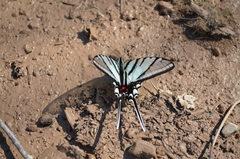 Protographium epidaus fenochionis