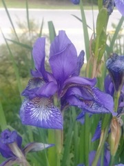 Iris