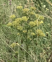 Polytaenia