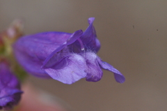 Penstemon cardwellii