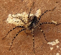 Acantholycosa