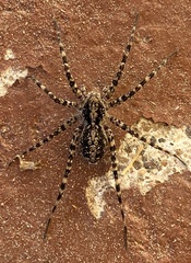 Acantholycosa