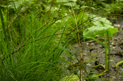 Carex seorsa