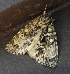 Acronicta fragilis