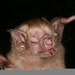 White-winged Vampire Bat - Photo (c) dina, some rights reserved (CC BY-NC), uploaded by dina