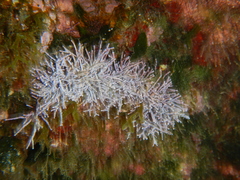 Amphiroa