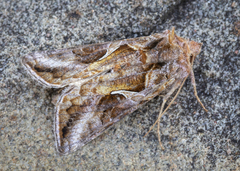 Autographa rubidus