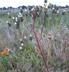 Crepis biennis