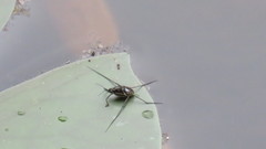 Trepobates subnitidus