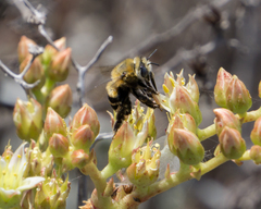 Dudleya virens virens