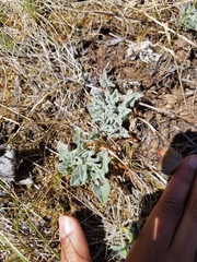 Calystegia collina oxyphylla