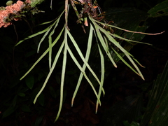 Pleopeltis desvauxii