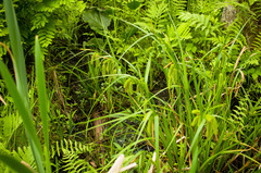 Carex comosa