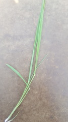 Paspalum pubiflorum