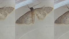 Idaea seriata