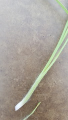 Paspalum pubiflorum
