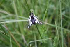 Libelloides coccajus