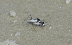 Habroscelimorpha dorsalis