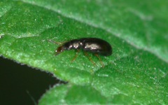 Salpingus planirostris