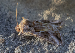 Autographa rubidus