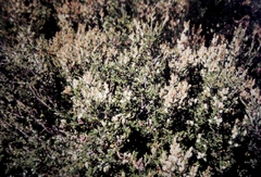 Orites lancifolius
