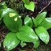 photo of Bluebead Lily (Clintonia borealis)