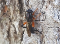 Chalcosyrphus vecors