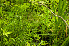 Carex seorsa
