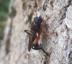 Chalcosyrphus vecors