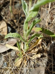 Lessingia micradenia micradenia