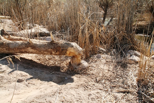 American Beaver photographed in Nevada
