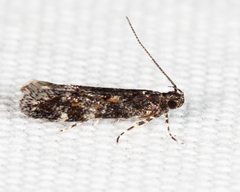 Glauce pectenalaeella