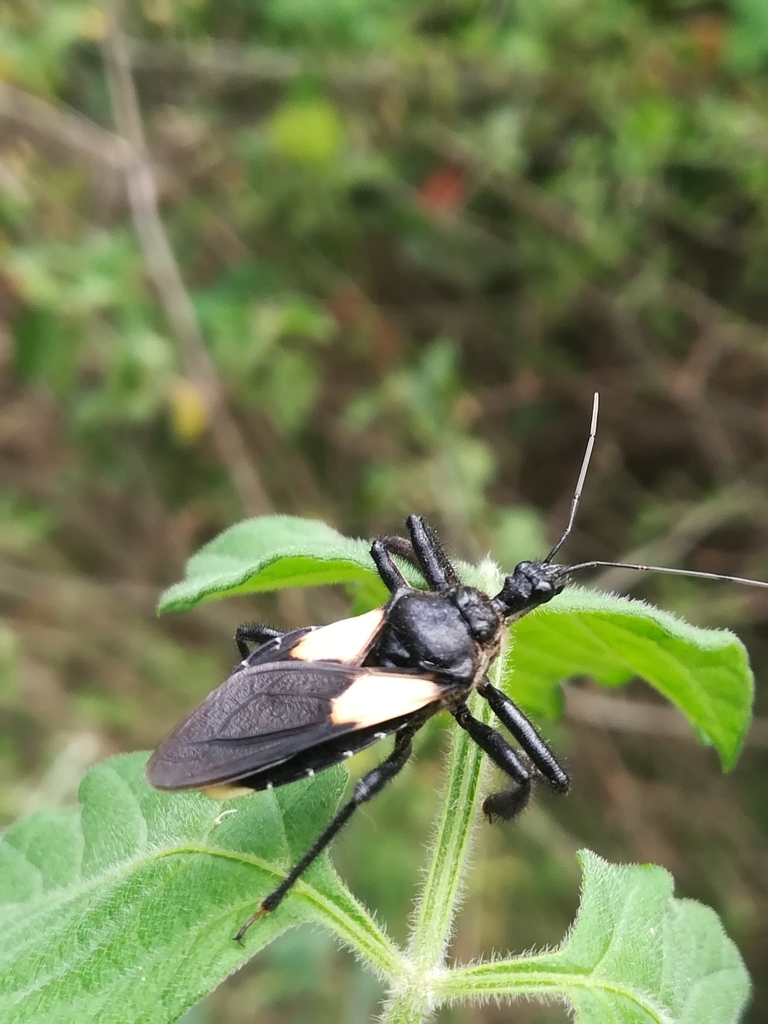 Apiomerus elatus