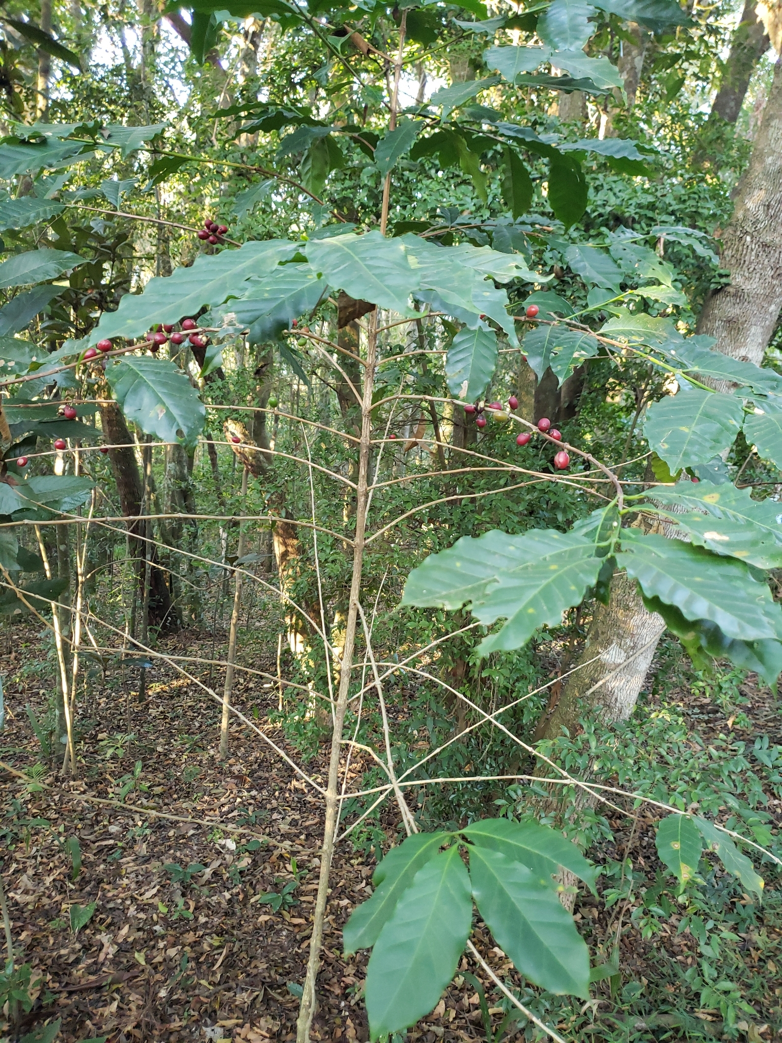 Coffea arabica