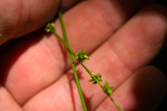 Carex seorsa