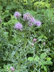 Cirsium arvense