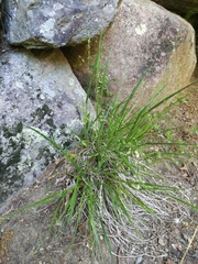 Dichanthelium depauperatum