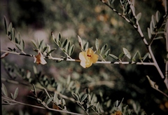 Petalostylis labicheoides